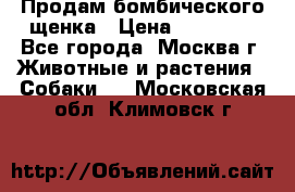 Продам бомбического щенка › Цена ­ 30 000 - Все города, Москва г. Животные и растения » Собаки   . Московская обл.,Климовск г.